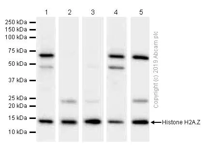 Anti-Histone H2A.Z antibody [EPR6171(2)(B)] - ChIP Grade