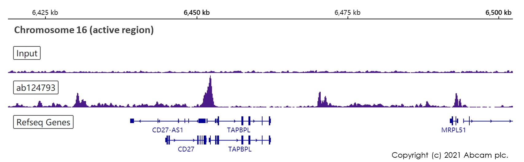 ChIP-sequencing - Anti-Histone H2A.Z antibody [EPR6172] - ChIP Grade (AB124793)