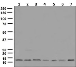 Western blot - Anti-Histone H2A.Z antibody [EPR6172] - ChIP Grade (AB124793)
