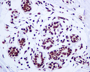 Immunohistochemistry (Formalin/PFA-fixed paraffin-embedded sections) - Anti-Histone H2A.Z antibody [EPR6172] - ChIP Grade - BSA and Azide free (AB248007)
