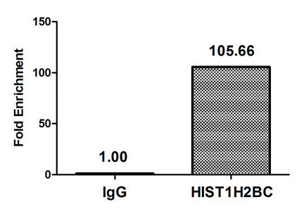 ChIP - Anti-Histone H2B (acetyl K11) antibody (AB240613)