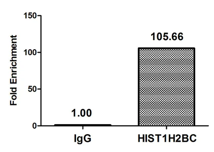 ChIP - Anti-Histone H2B (acetyl K11) antibody (AB240613)