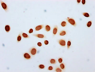 Immunocytochemistry - Anti-Histone H2B (acetyl K11) antibody (AB240613)