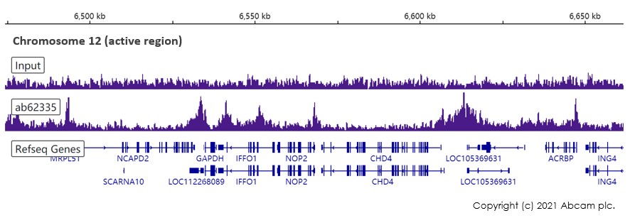 ChIP-sequencing - Anti-Histone H2B (acetyl K15) antibody [EP955Y] - ChIP Grade (AB62335), expandable thumbnail