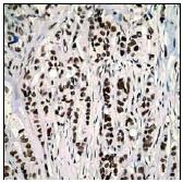 Immunohistochemistry (Formalin/PFA-fixed paraffin-embedded sections) - Anti-Histone H2B (acetyl K15) antibody [EP955Y] - ChIP Grade (AB62335), expandable thumbnail