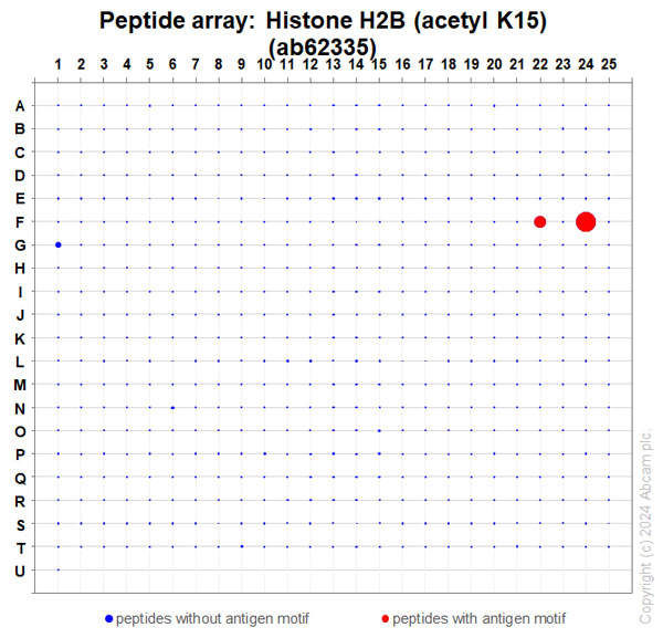 Peptide Array - Anti-Histone H2B (acetyl K15) antibody [EP955Y] - ChIP Grade (AB62335), expandable thumbnail