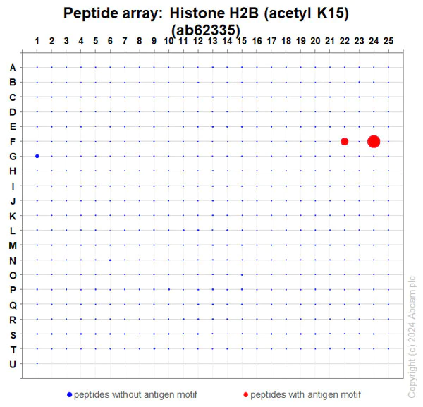 Peptide Array - Anti-Histone H2B (acetyl K15) antibody [EP955Y] - ChIP Grade (AB62335)