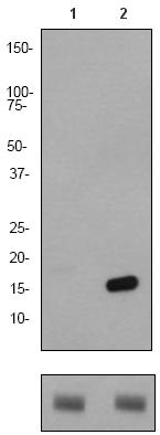 Western blot - Anti-Histone H2B (acetyl K15) antibody [EP955Y] - ChIP Grade (AB62335), expandable thumbnail