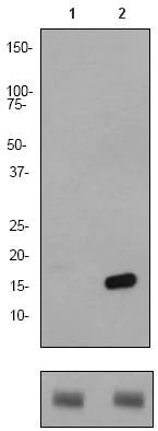 Western blot - Anti-Histone H2B (acetyl K15) antibody [EP955Y] - ChIP Grade (AB62335)