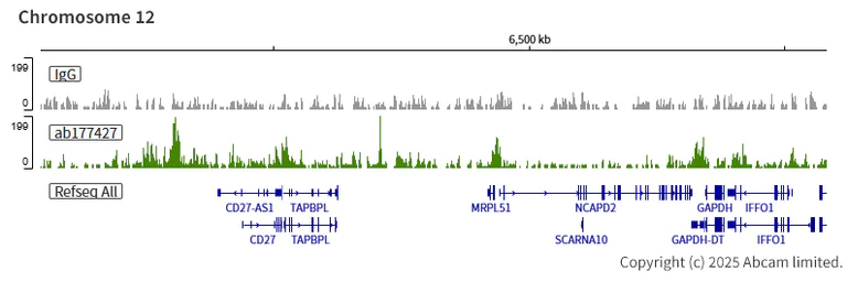 ChIC/CUT&RUN sequencing - Anti-Histone H2B (acetyl K16) antibody [EPR17598] - ChIP Grade (AB177427)