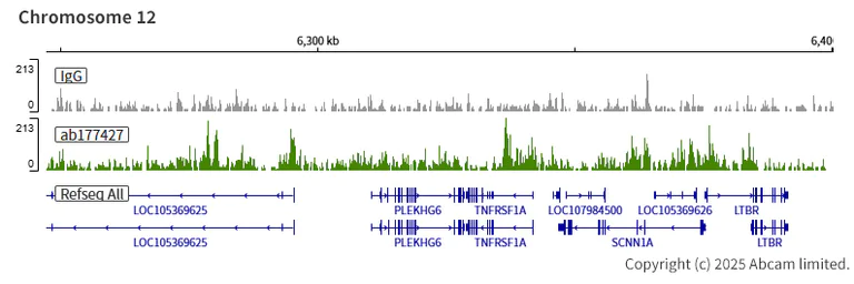 ChIC/CUT&RUN sequencing - Anti-Histone H2B (acetyl K16) antibody [EPR17598] - ChIP Grade (AB177427)