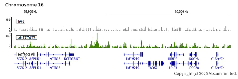 ChIC/CUT&RUN sequencing - Anti-Histone H2B (acetyl K16) antibody [EPR17598] - ChIP Grade (AB177427)