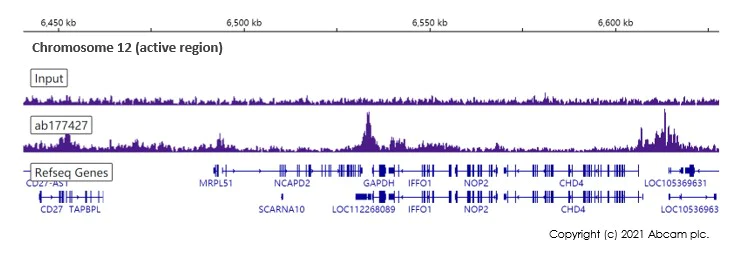 ChIP-sequencing - Anti-Histone H2B (acetyl K16) antibody [EPR17598] - ChIP Grade (AB177427)