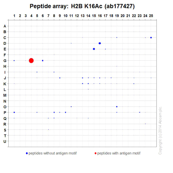 Peptide Array - Anti-Histone H2B (acetyl K16) antibody [EPR17598] - ChIP Grade (AB177427)