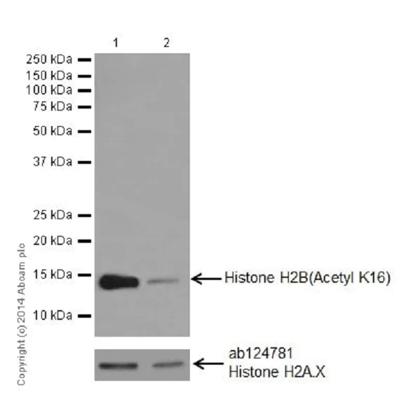 Western blot - Anti-Histone H2B (acetyl K16) antibody [EPR17598] - ChIP Grade - BSA and Azide free (AB249968)