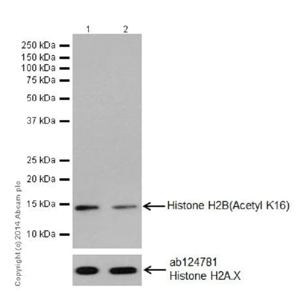 Western blot - Anti-Histone H2B (acetyl K16) antibody [EPR17598] - ChIP Grade - BSA and Azide free (AB249968)