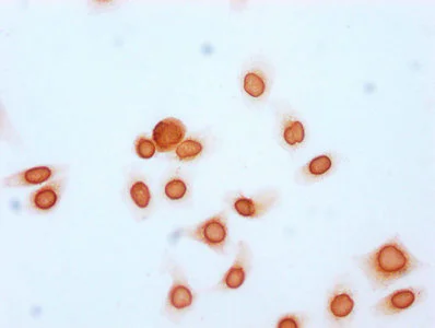 Immunocytochemistry - Anti-Histone H2B (acetyl K20) antibody (AB240890)