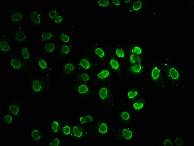 Immunocytochemistry/ Immunofluorescence - Anti-Histone H2B (acetyl K20) antibody (AB240890)