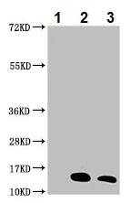 Immunoprecipitation - Anti-Histone H2B (acetyl K20) antibody (AB240890)