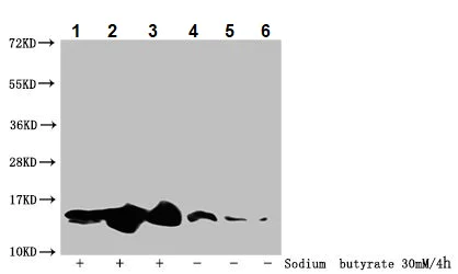Western blot - Anti-Histone H2B (acetyl K20) antibody (AB240890)