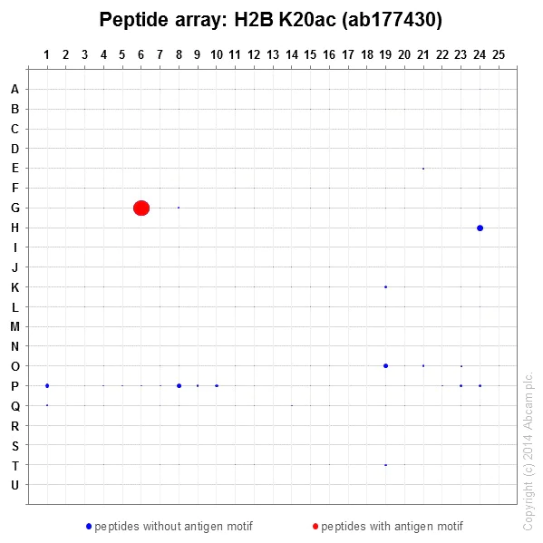 Peptide Array - Anti-Histone H2B (acetyl K20) antibody [EPR859] - BSA and Azide free (AB240198)