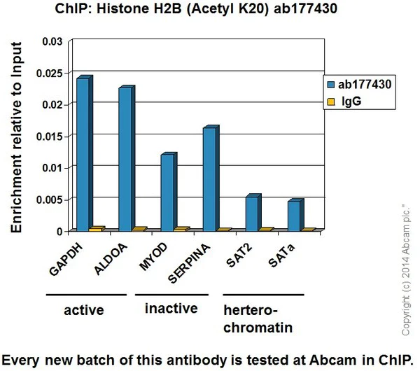 ChIP - Anti-Histone H2B (acetyl K20) antibody [EPR859] - ChIP Grade (AB177430)
