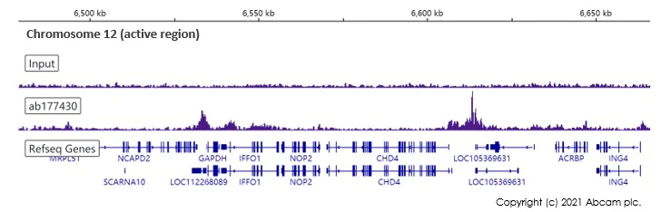 ChIP-sequencing - Anti-Histone H2B (acetyl K20) antibody [EPR859] - ChIP Grade (AB177430)
