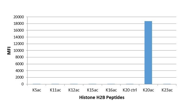 ELISA - Anti-Histone H2B (acetyl K20) antibody [RM235] (AB271344), expandable thumbnail