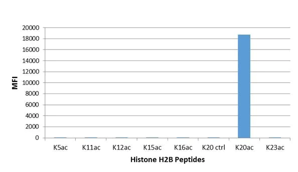 ELISA - Anti-Histone H2B (acetyl K20) antibody [RM235] (AB271344)