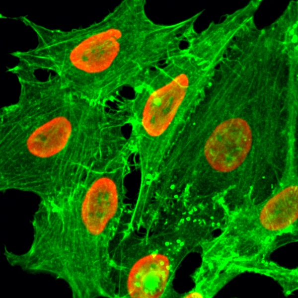 Immunocytochemistry/ Immunofluorescence - Anti-Histone H2B (acetyl K20) antibody [RM235] (AB271344), expandable thumbnail