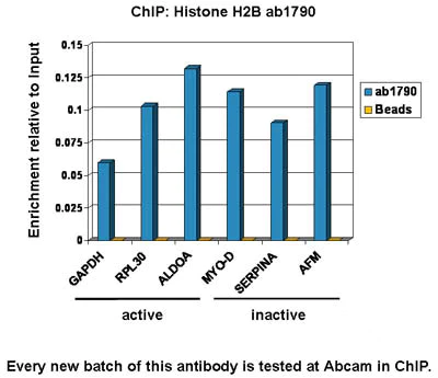 ChIP - Anti-Histone H2B antibody - ChIP Grade (AB1790)