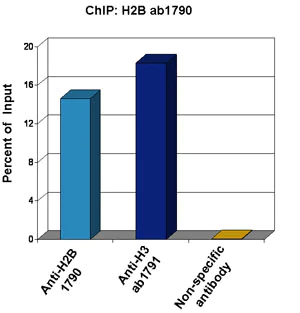 ChIP - Anti-Histone H2B antibody - ChIP Grade (AB1790)