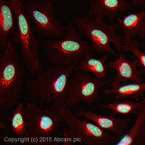 Immunocytochemistry/ Immunofluorescence - Anti-Histone H2B antibody - ChIP Grade (AB1790)
