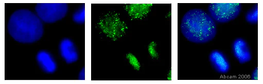 Immunocytochemistry/ Immunofluorescence - Anti-Histone H2B antibody - ChIP Grade (AB1790)