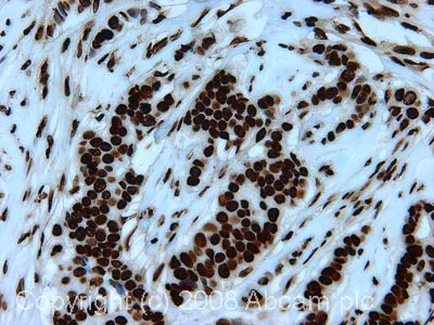 Immunohistochemistry (Formalin/PFA-fixed paraffin-embedded sections) - Anti-Histone H2B antibody - ChIP Grade (AB1790)