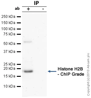 Immunoprecipitation - Anti-Histone H2B antibody - ChIP Grade (AB1790)