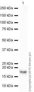 Western blot - Anti-Histone H2B antibody - ChIP Grade (AB1790)