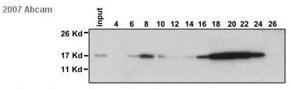 Western blot - Anti-Histone H2B antibody - ChIP Grade (AB1790)
