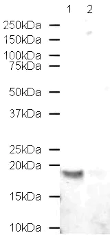 Western blot - Anti-Histone H2B antibody - ChIP Grade (AB1790)