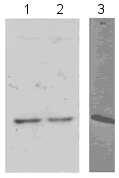 Western blot - Anti-Histone H2B antibody - ChIP Grade (AB1790)