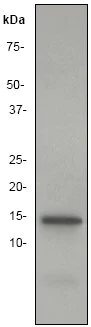 Western blot - Anti-Histone H2B antibody [EP957Y] (AB52599)