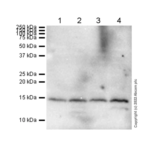 Western blot - Anti-Histone H2B antibody [EP957Y] - BSA and Azide free (AB239842)
