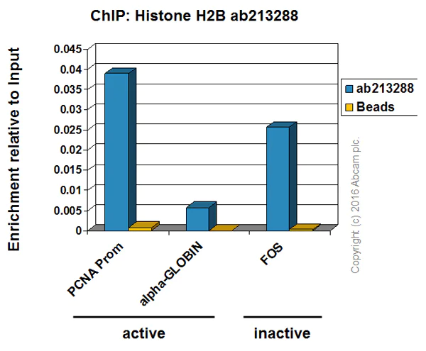 ChIP - Anti-Histone H2B antibody [IGX4228H] (AB213288)