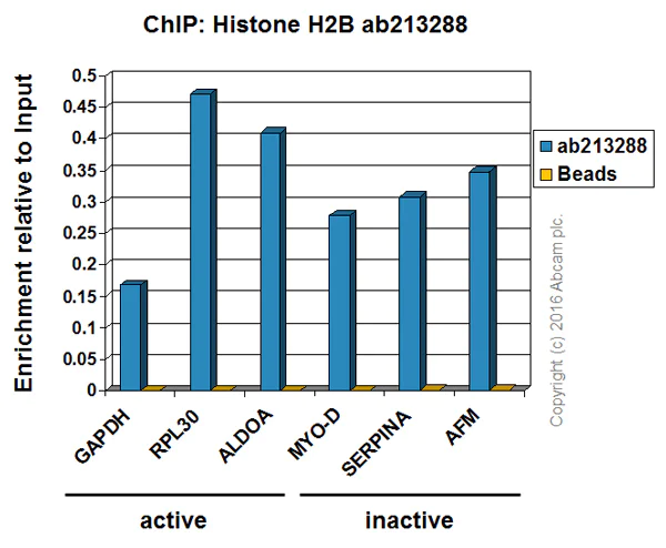 ChIP - Anti-Histone H2B antibody [IGX4228H] (AB213288)