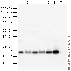 Western blot - Anti-Histone H2B antibody [IGX4228H] (AB213288)