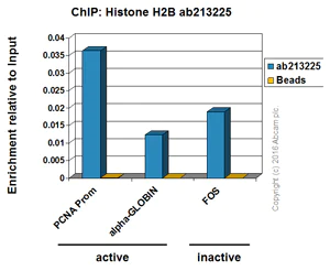 ChIP - Anti-Histone H2B antibody [IGX4228R-1] (AB213225)
