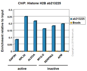 ChIP - Anti-Histone H2B antibody [IGX4228R-1] (AB213225)