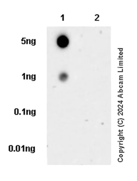Dot Blot - Anti-Histone H2B antibody [IGX4228R-1] (AB213225)