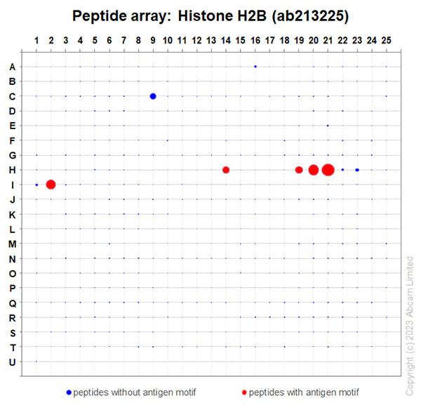 Peptide Array - Anti-Histone H2B antibody [IGX4228R-1] (AB213225)