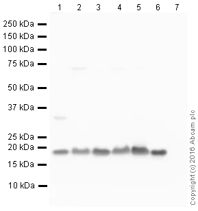 Western blot - Anti-Histone H2B antibody [IGX4228R-1] (AB213225)